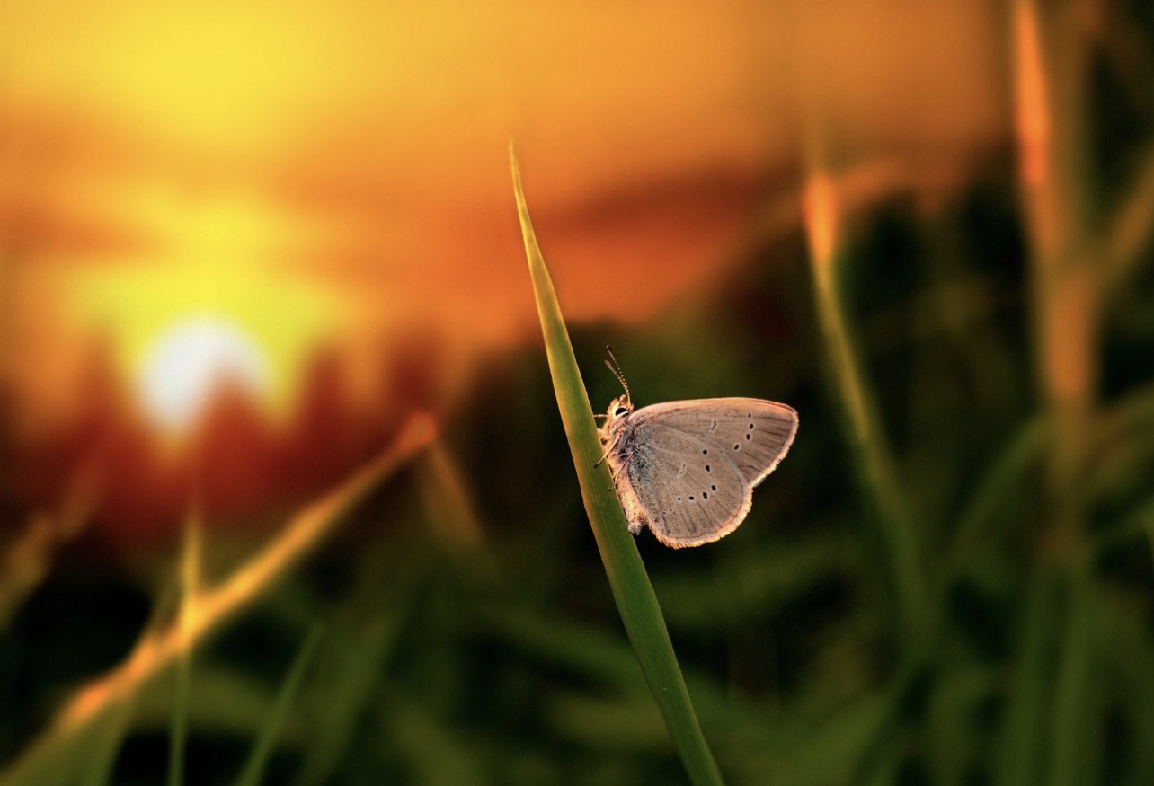 Screenshot from Zen Quest